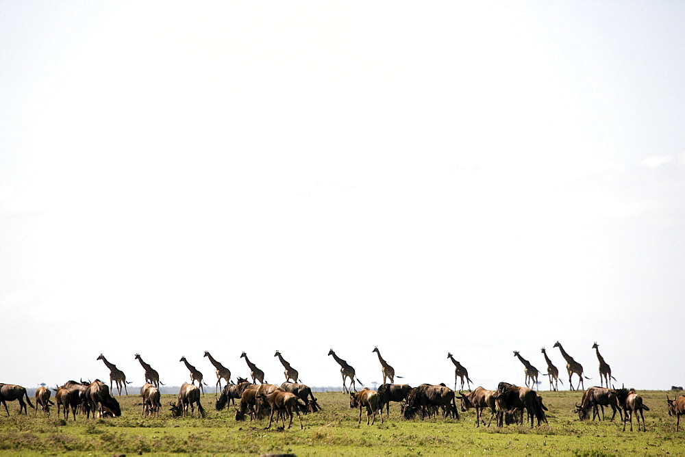 Masai giraffe (Giraffa camelopardalis tippelskirchi) and wildebeests, Masai Mara National Reserve, Kenya, East Africa, Africa