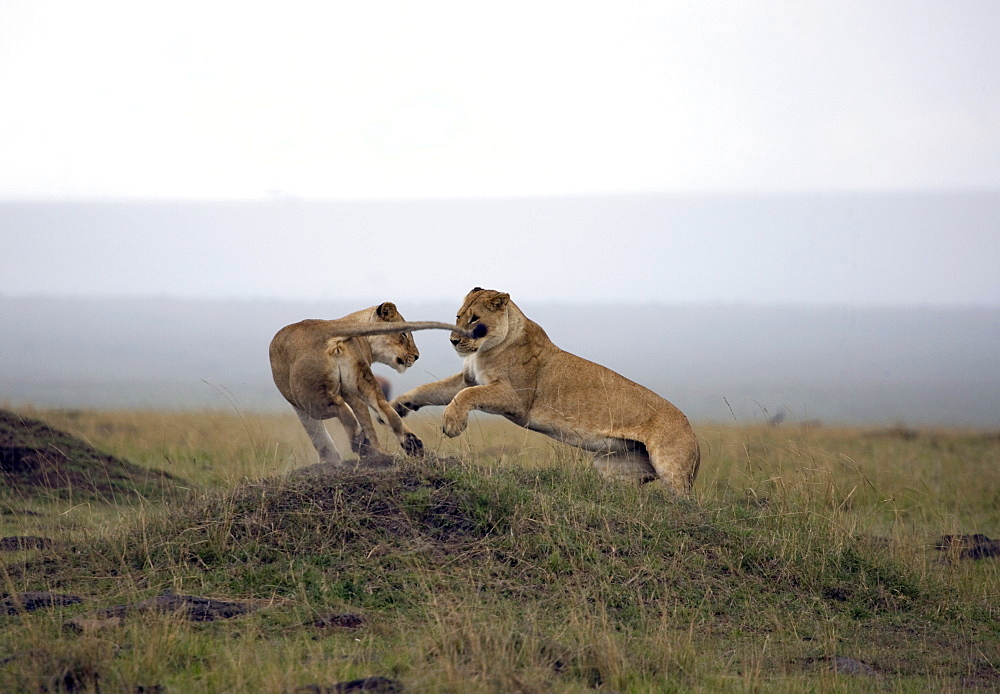 Female lion (Panthera leo), Masai Mara National Reserve, Kenya, East Africa, Africa