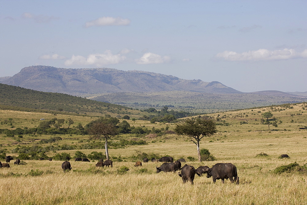 African buffalo (Syncerus caffer), Masai Mara National Reserve, Kenya, East Africa, Africa