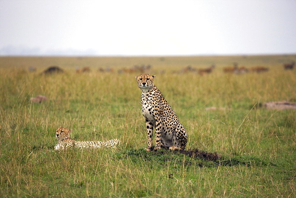 Cheetah (Acinonyx jubatus), Masai Mara National Reserve, Kenya, East Africa, Africa