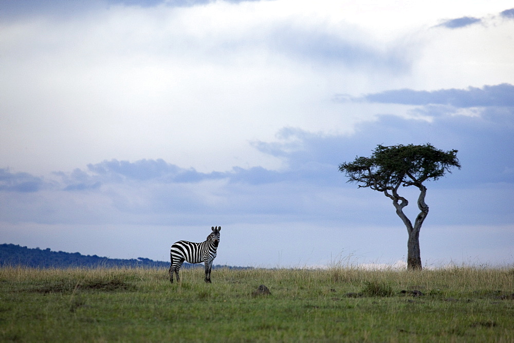 Burchell's zebras (Equus burchelli), Masai Mara National Reserve, Kenya, East Africa, Africa