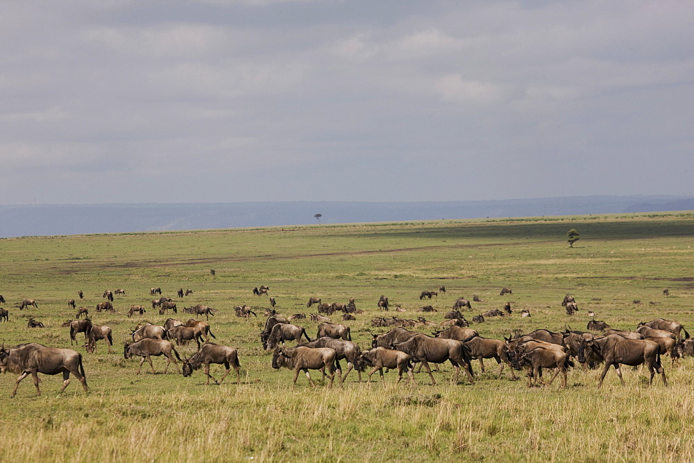 Herd of wildebeests (Connochaetes taurinus), Masai Mara National Reserve, Kenya, East Africa, Africa