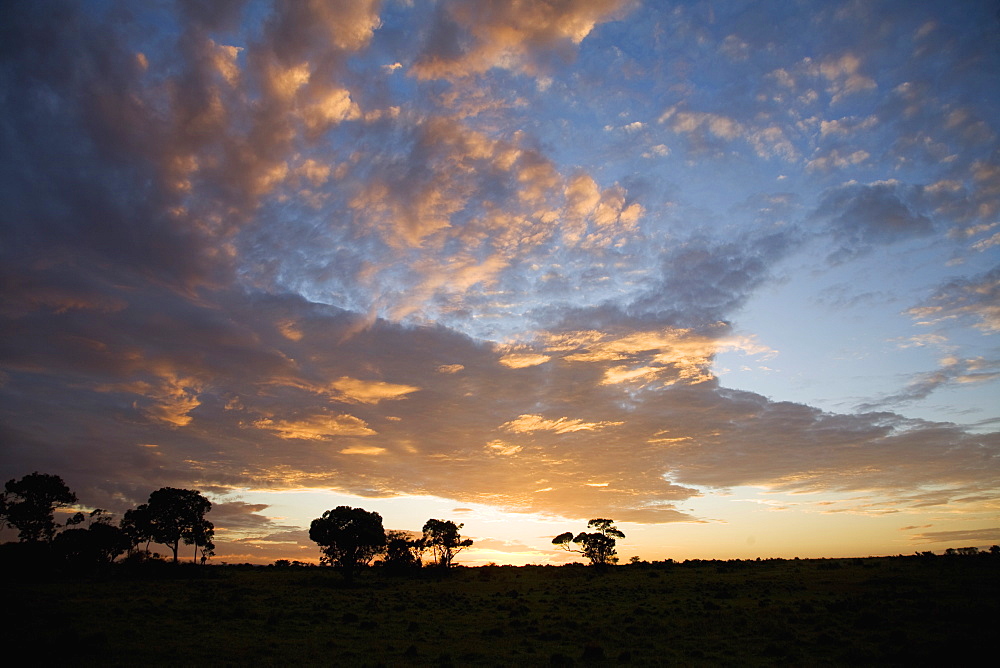 Masai Mara National Reserve, Kenya, East Africa, Africa