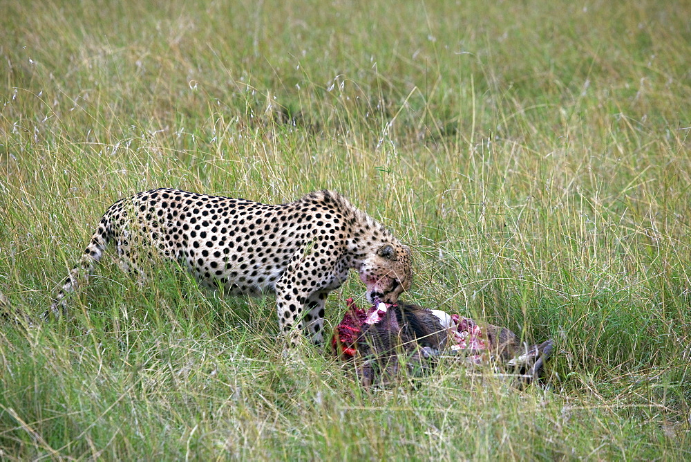 Cheetah (Acinonyx jubatus) eating prey, Masai Mara National Reserve, Kenya, East Africa, Africa