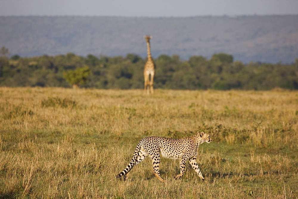 Cheetah (Acinonyx jubatus), Masai Mara National Reserve, Kenya, East Africa, Africa