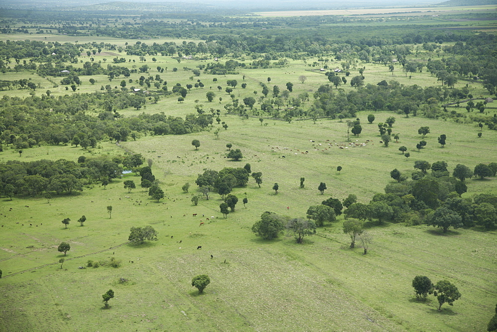 Masai Mara National Reserve, Kenya, East Africa, Africa