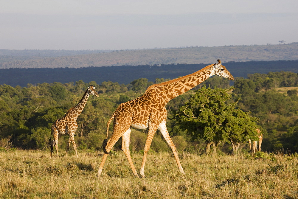 Masai giraffe (Giraffa camelopardalis tippelskirchi), Masai Mara National Reserve, Kenya, East Africa, Africa