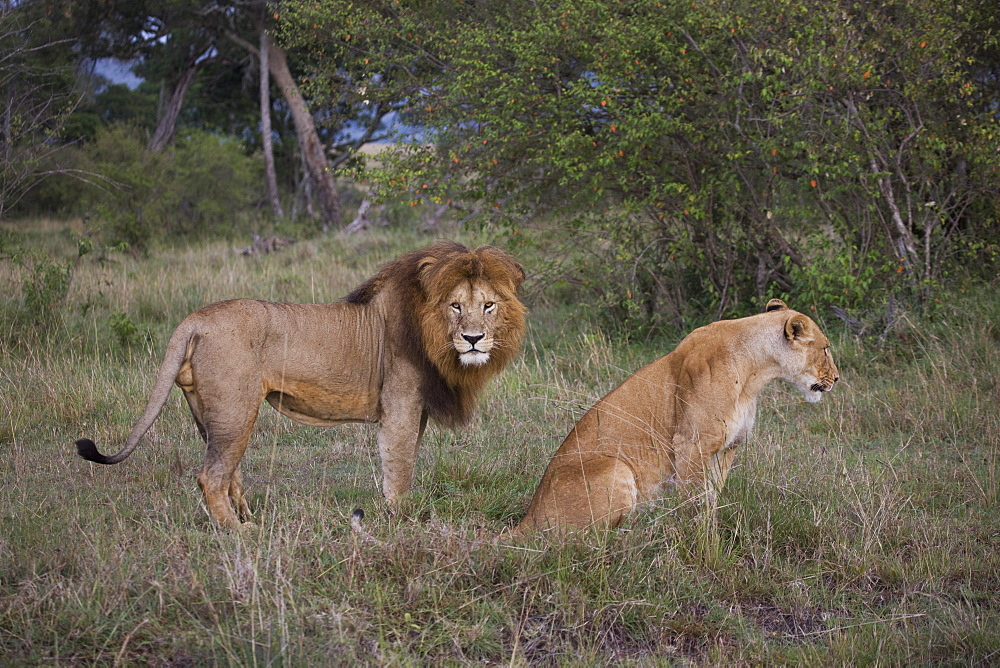 Male and female lions (Panthera leo), Masai Mara National Reserve, Kenya, East Africa, Africa