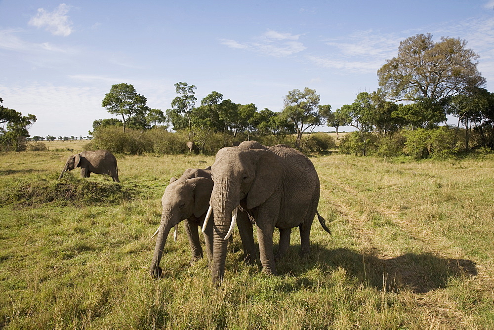 African elephant (Loxodonta africana), Masai Mara National Reserve, Kenya, East Africa, Africa