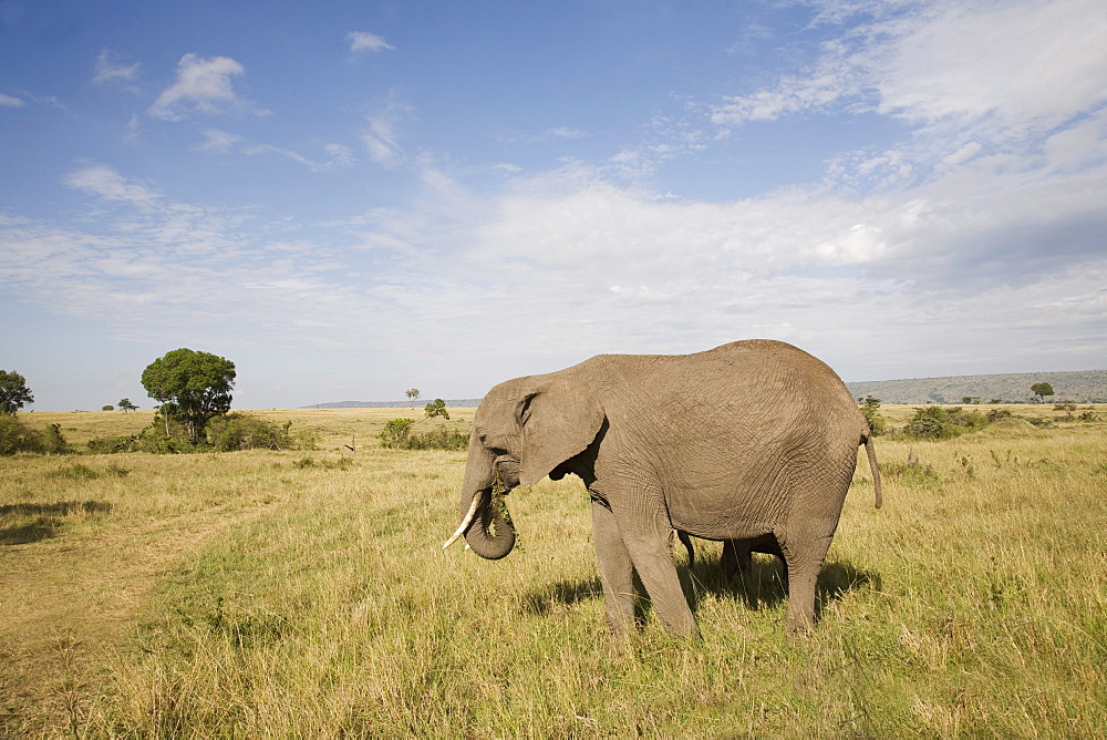 African elephant (Loxodonta africana), Masai Mara National Reserve, Kenya, East Africa, Africa