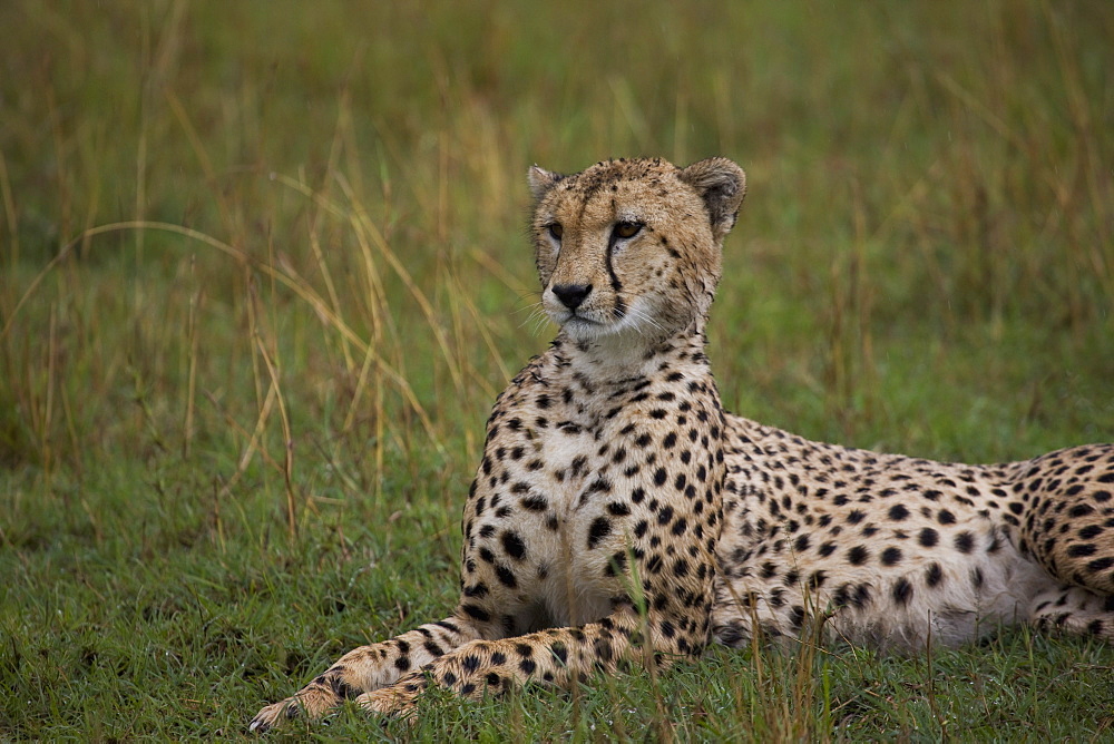 Cheetah (Acinonyx jubatus), Masai Mara National Reserve, Kenya, East Africa, Africa