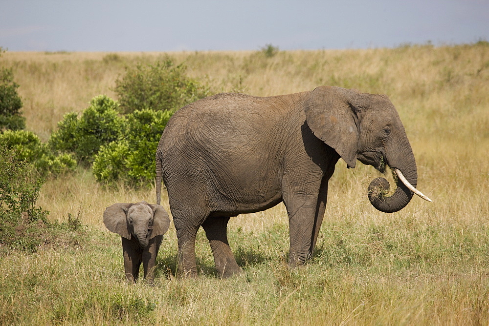 African elephant (Loxodonta africana), Masai Mara National Reserve, Kenya, East Africa, Africa