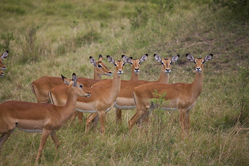 Herd of female impala (Aepyceros melampus), Masai Mara National Reserve, Kenya, East Africa, Africa