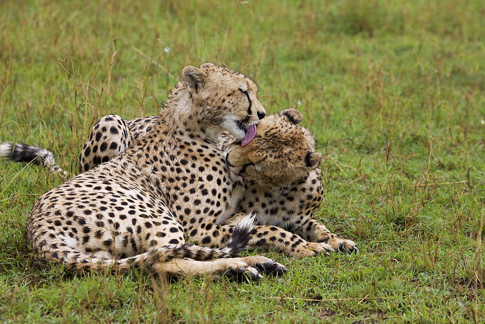 Cheetah (Acinonyx jubatus), Masai Mara National Reserve, Kenya, East Africa, Africa