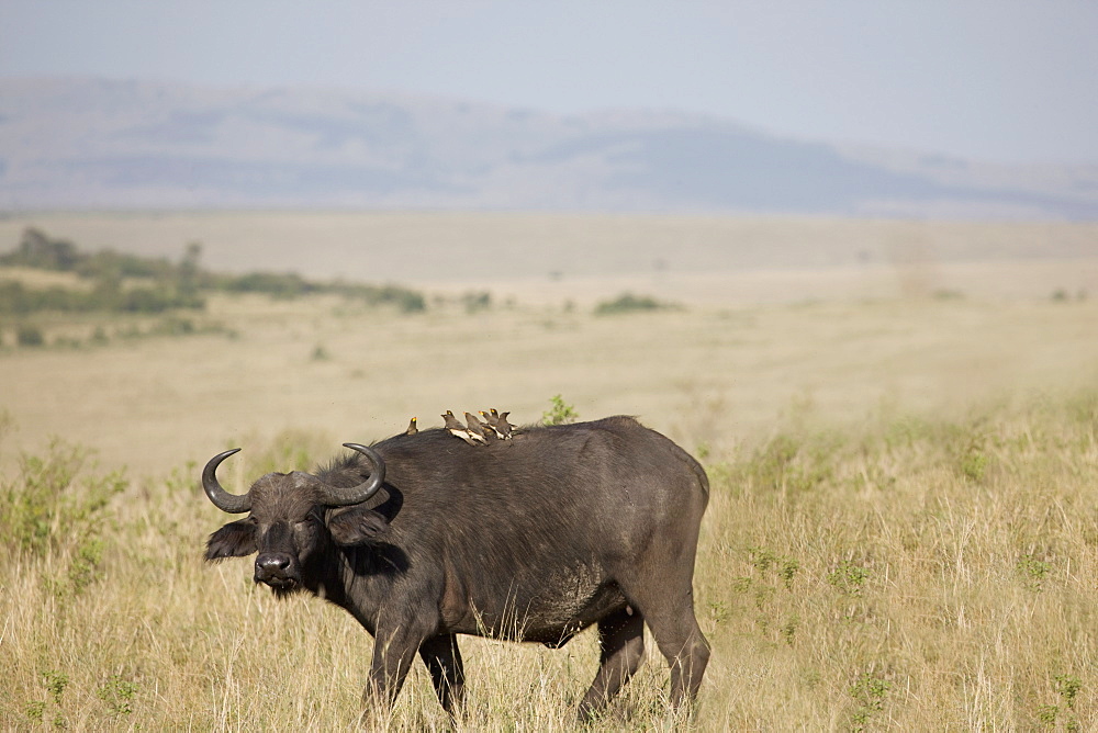 African buffalo (Syncerus caffer), Masai Mara National Reserve, Kenya, East Africa, Africa