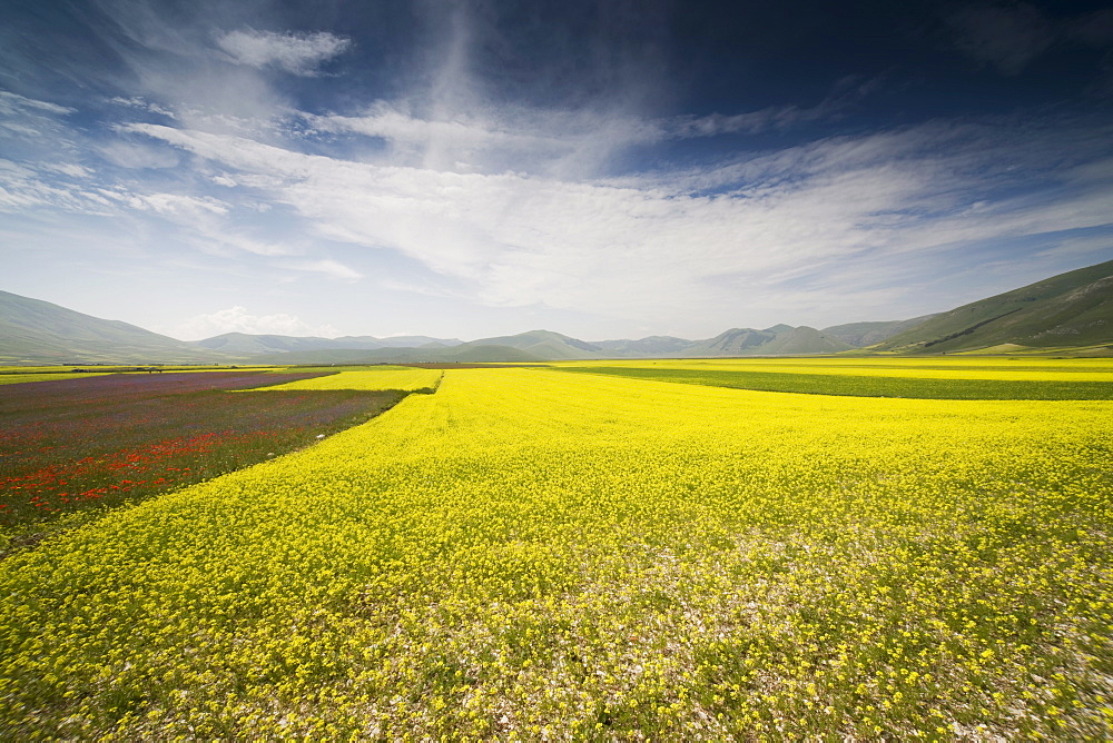 Fields of lentils, Highland of Castelluccio di Norcia, Norcia, Umbria, Italy, Europe