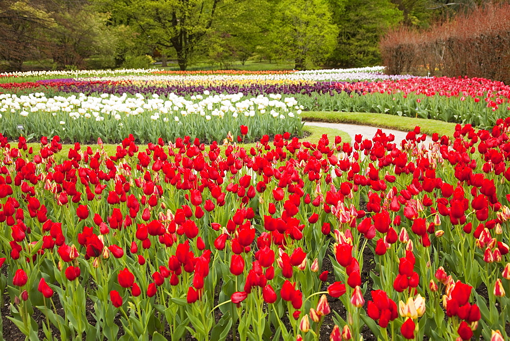 The gardens of Villa Taranto, Verbania, Lake Maggiore, Piedmont, Italy, Europe