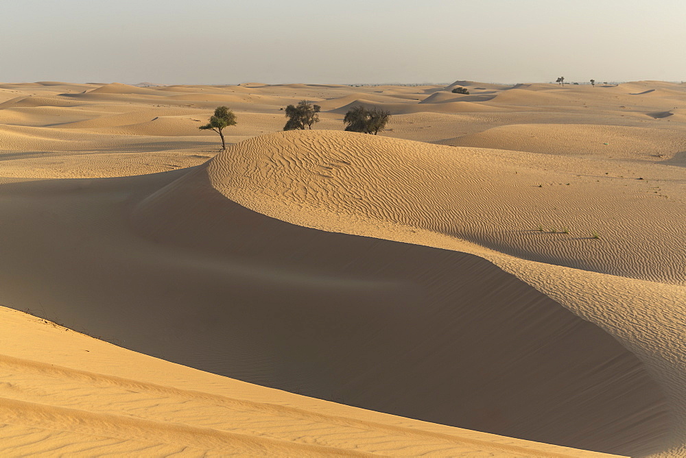 The desert near Liwa, Abu Dhabi, United Arab Emirates, Middle East