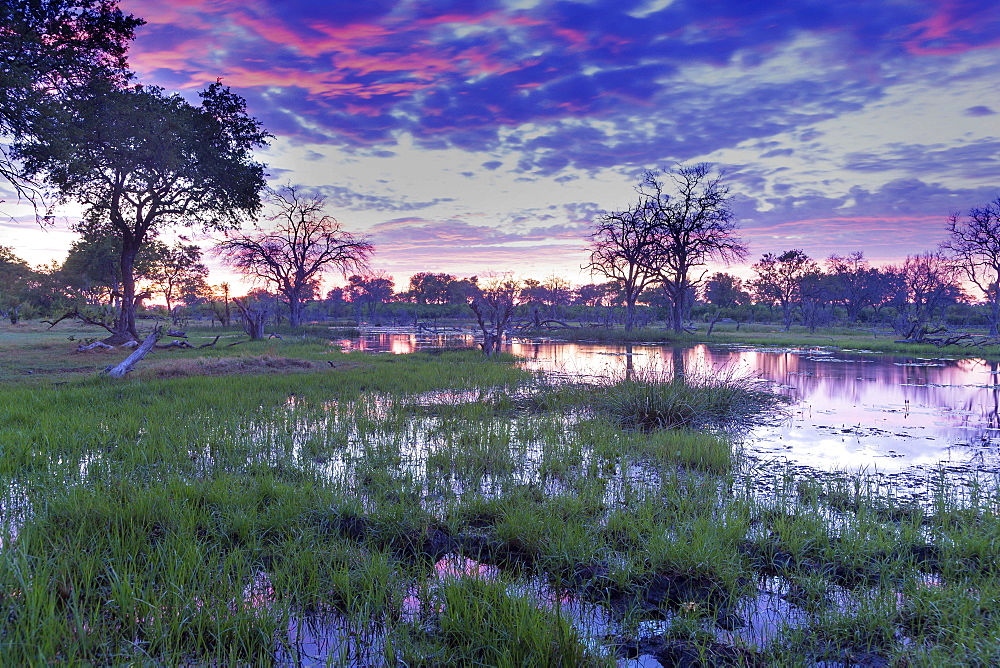 Okavango Delta, Botswana, Africa