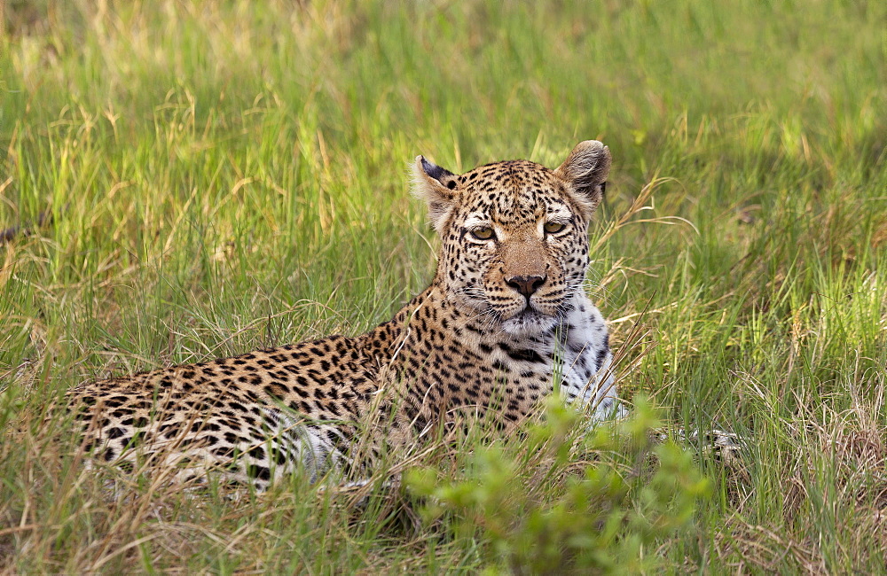 Leopard, Okavango Delta, Botswana, Africalocalized adjustment on leopards face/eyes to make it pop, global curves adjustment to increase contrast