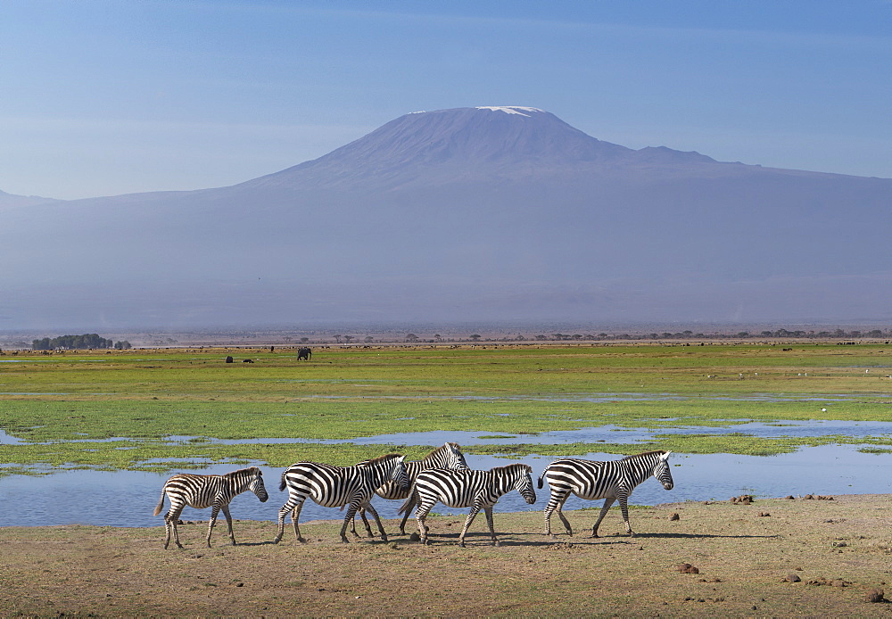 Zebras under Mount Kilimanjaro in Amboseli National Park, Kenya, East Africa, Africa