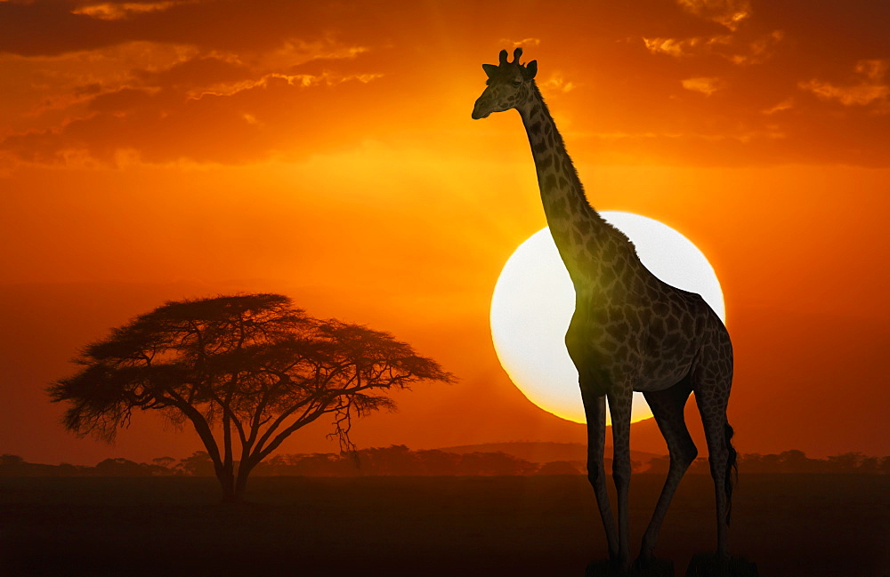 Giraffe at sunset in Amboseli National Park, Kenya, East Africa, Africa