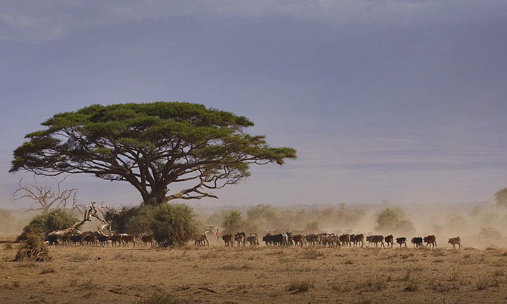 Cattle returning from a drinking pond (waterhole) in Amboseli National Park, Kenya, East Africa, Africa