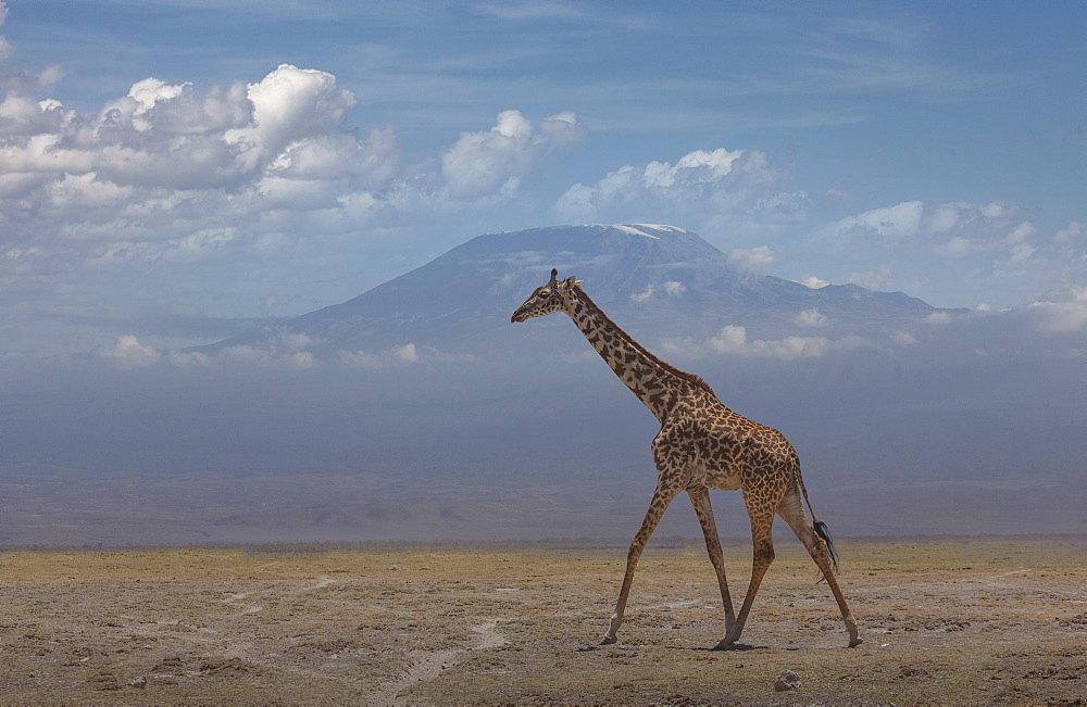 Giraffe under Mount Kilimanjaro in Amboseli National Park, Kenya, East Africa, Africa