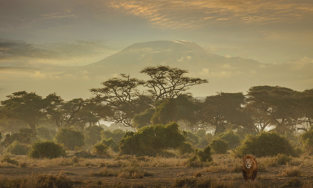 Lion under Mount Kilimanjaro in Amboseli National Park, Kenya, East Africa, Africa