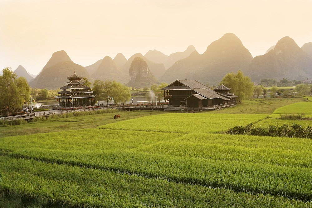 Rice fields, Yangshuo, Guangxu Province, China, Asia