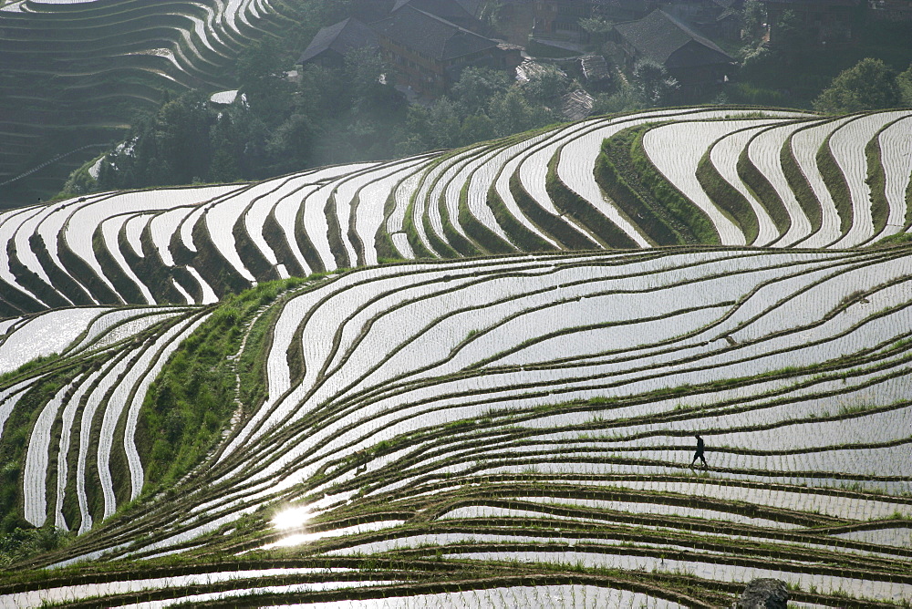 Chinese farmer in ricefield in June, Longsheng terraced ricefields, Guangxi Province, China, Asia