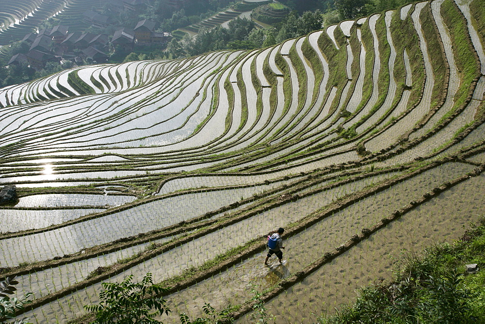 Chinese farmer in ricefield in June, Longsheng terraced ricefields, Guangxi Province, China, Asia