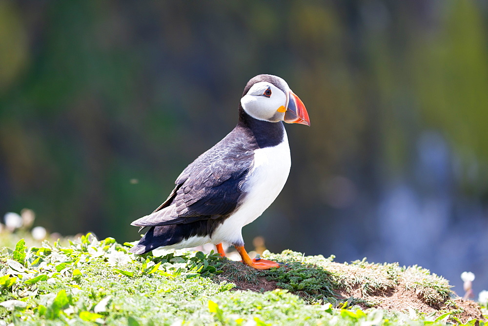 Puffin (Fratercula arctica) on Skomer Island, Wales, United Kingdom, Europe