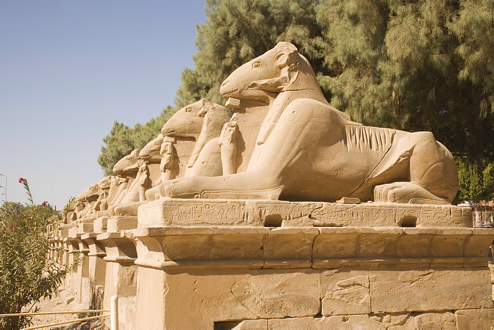 Avenue of Rams leading to temple precinct, Karnak, near Luxor, Thebes, UNESCO World Heritage Site, Egypt, North Africa, Africa