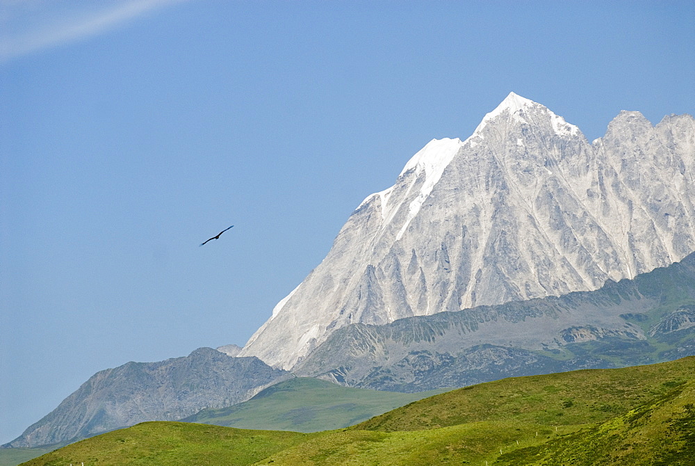 Snow mountain and eagle, Tagong Grasslands, Sichuan, China, Asia