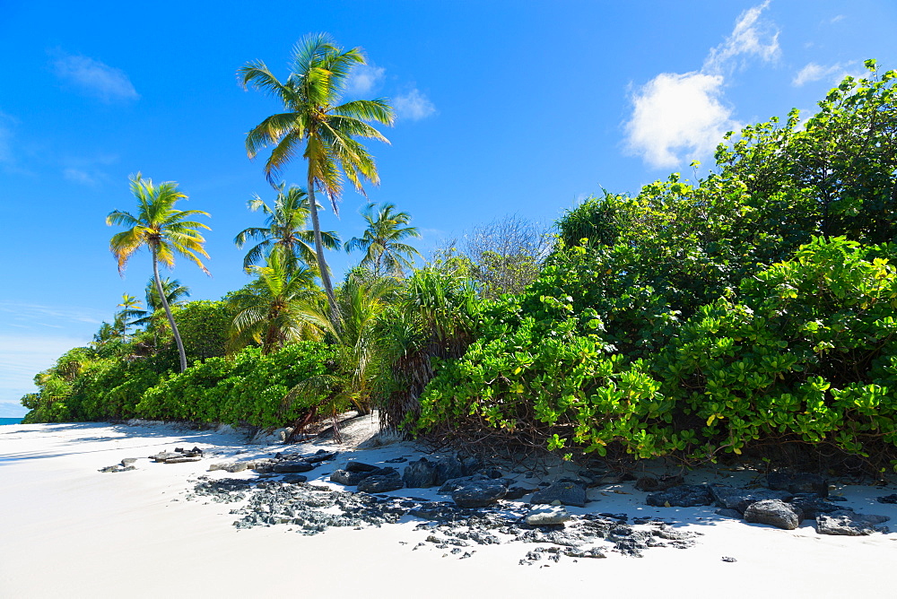 A deserted beach and tropical vegetation on an island in the Northern Huvadhu Atoll, Maldives, Indian Ocean, Asia