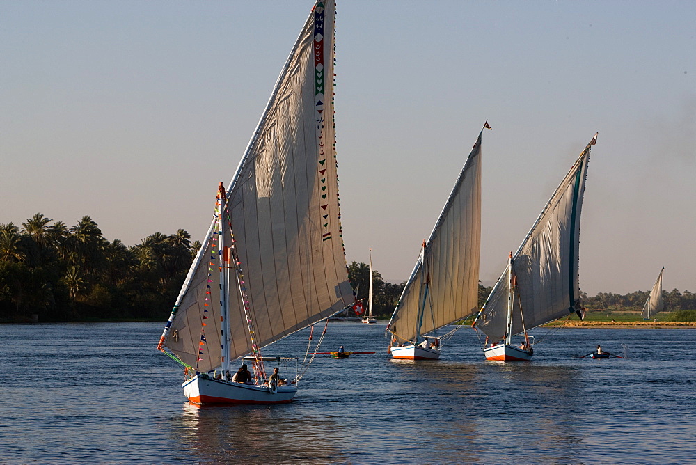 Traditional felucca sailing boats on the River Nile near Luxor, Egypt, North Africa, Africa