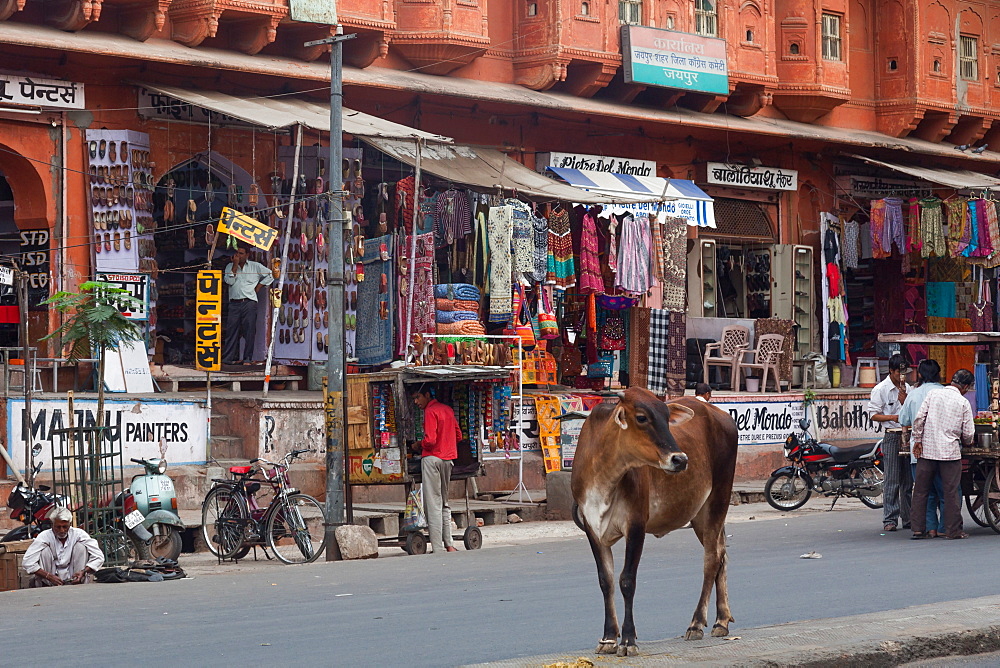 Cow on the street in Jaipur, Rajasthan, India, Asia