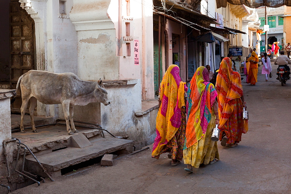 Ladies in traditional dress walking past a cow on the street in Deogarh, Rajasthan, India, Asia