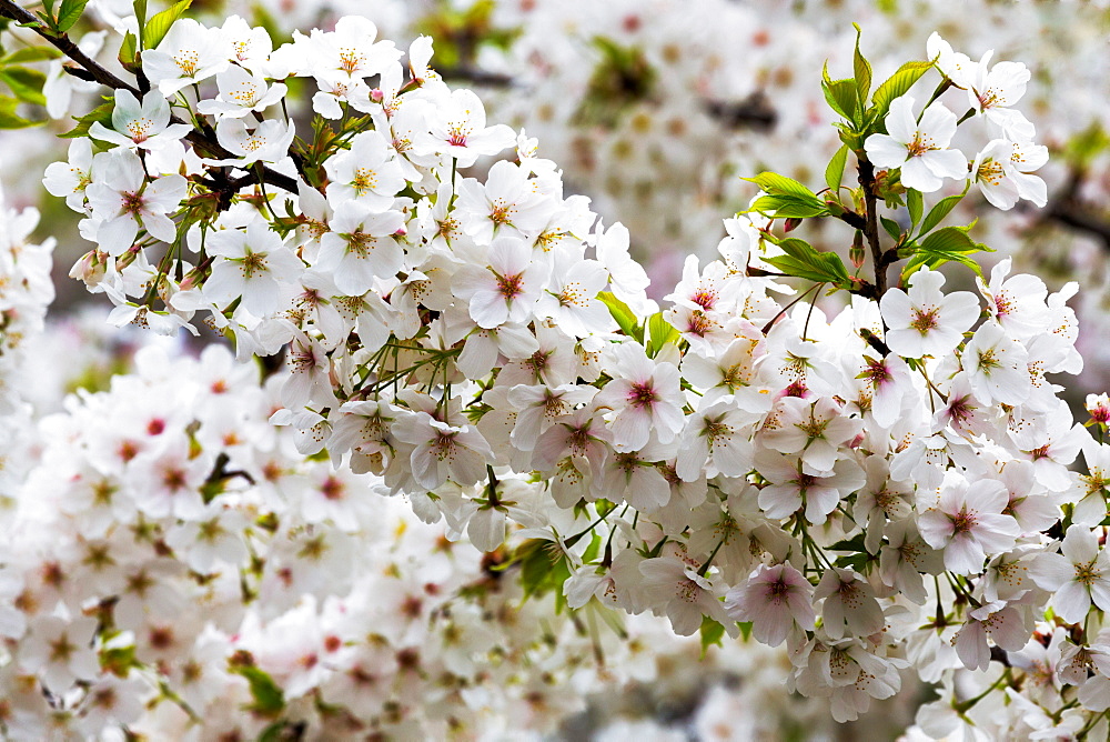 Beautiful cherry blossom in full bloom in Tokyo Imperial Palace East Gardens, Tokyo, Japan, Asia