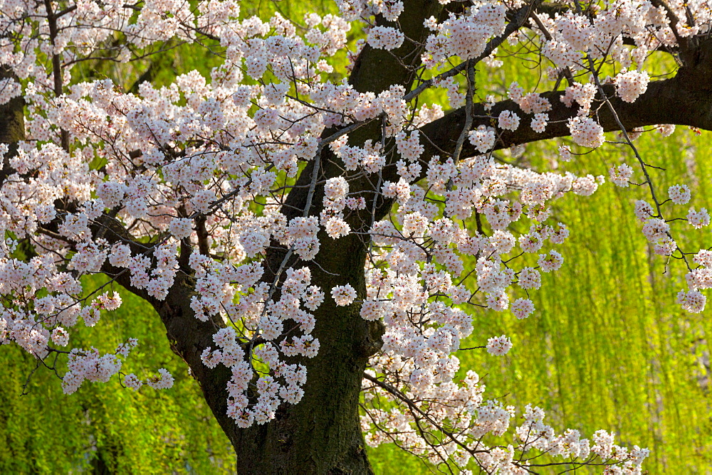 Beautiful cherry blossom and willow in Ueno Park, Tokyo, Japan, Asia