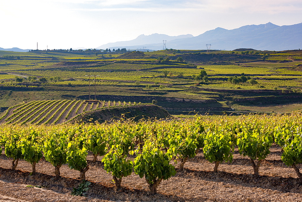 Vineyards in the Rioja region, Spain, Europe