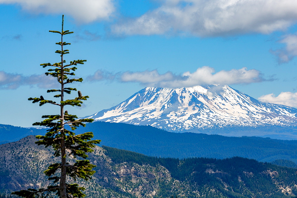 Mount Adams seen from Mount St. Helens, part of the Cascade Range, Pacific Northwest region, Washington State, United States of America, North America