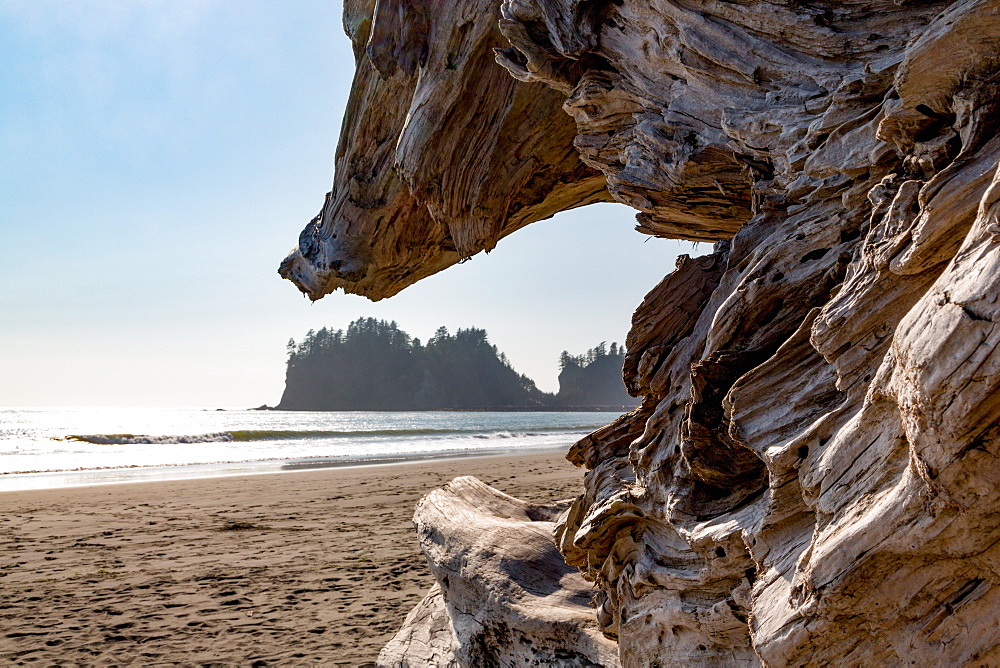 Headland at La Push Beach in the the Pacific Northwest, Washington State, United States of America, North America