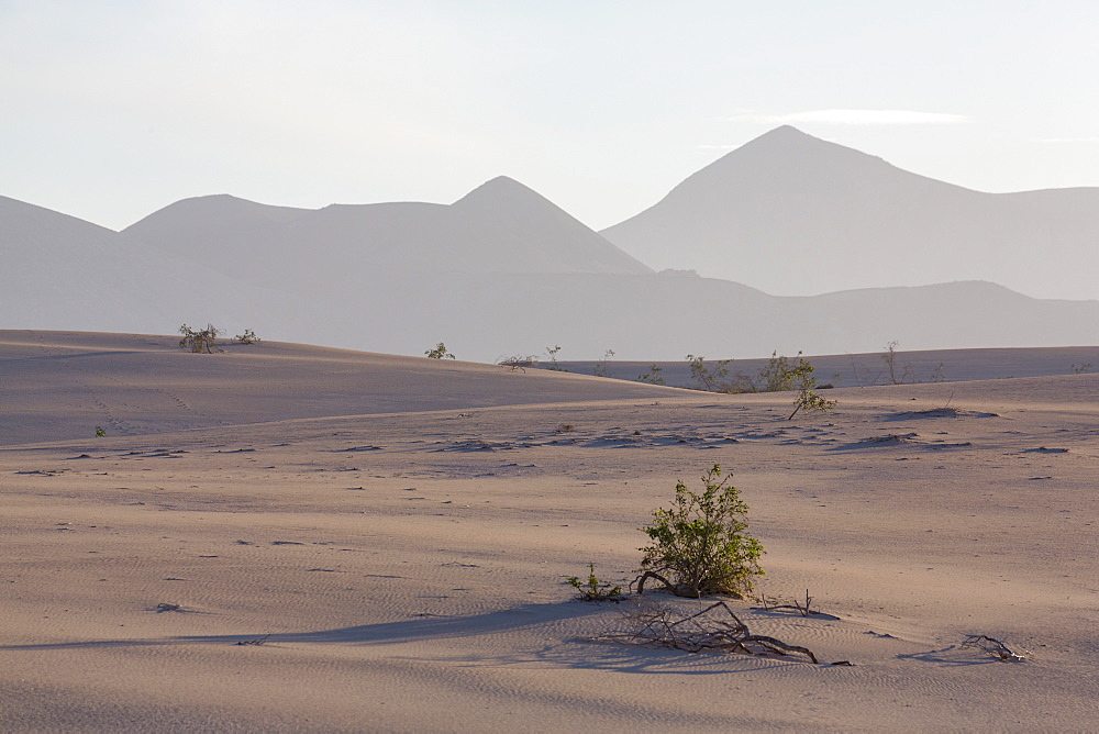 The dramatic Dunas de Corralejo in evening light with mountains beyond, on the volcanic island of Fuerteventura, Canary Islands, Spain, Europe