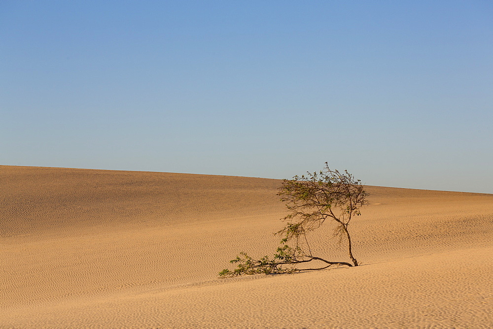 The dramatic Dunas de Corralejo in evening light on the volcanic island of Fuerteventura, Canary Islands, Spain, Europe