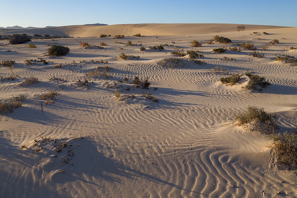 The dramatic Dunas de Corralejo in evening light on the volcanic island of Fuerteventura, Canary Islands, Spain, Europe