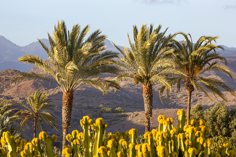 Palm trees and mountains near Maspalomas, Gran Canaria, Canary Islands, Spain, Atlantic, Europe