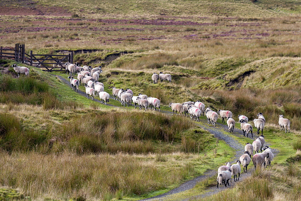 A herd of Swaledale sheep walking along a path on a hillside in the Forest of Bowland in Lancashire, England, United Kingdom, Europe