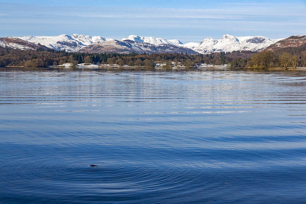 Looking towards the north end of Windermere near Ambleside, with rugged snow covered mountains including Helvellyn, Lake District National Park, UNESCO World Heritage Site, Cumbria, England, United Kingdom, Europe